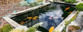 Laghetto orientale per Carpe Koi